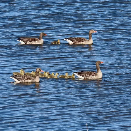 Grosse Warf Mit Rasenflaeche 아파트 *