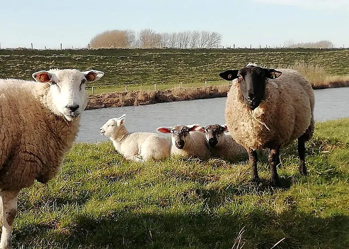 Grosse Warf Mit Rasenflaeche Appartement Ockholm