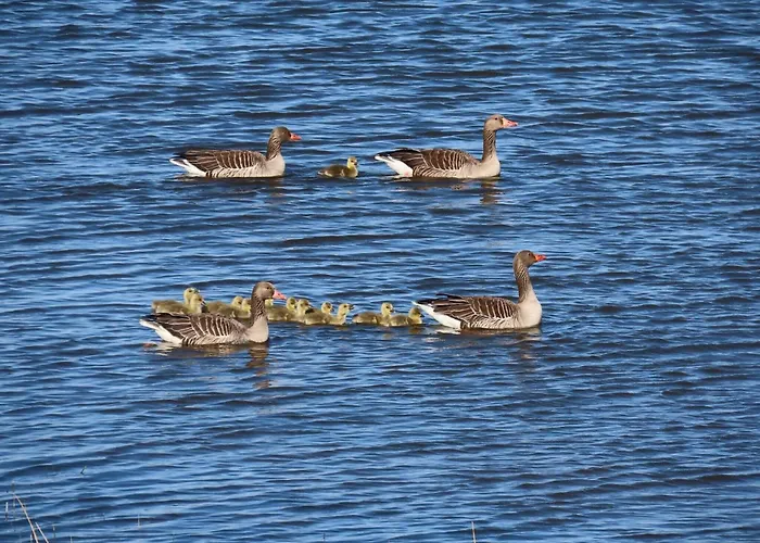 Grosse Warf Mit Rasenflaeche Appartement *